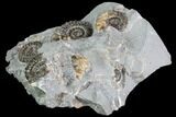 Ammonite (Promicroceras) Cluster - Somerset, England #86234-1